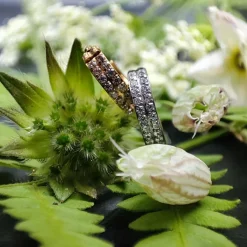 Tytanowe kółko ozdobne CLICKER złoty - TK-037